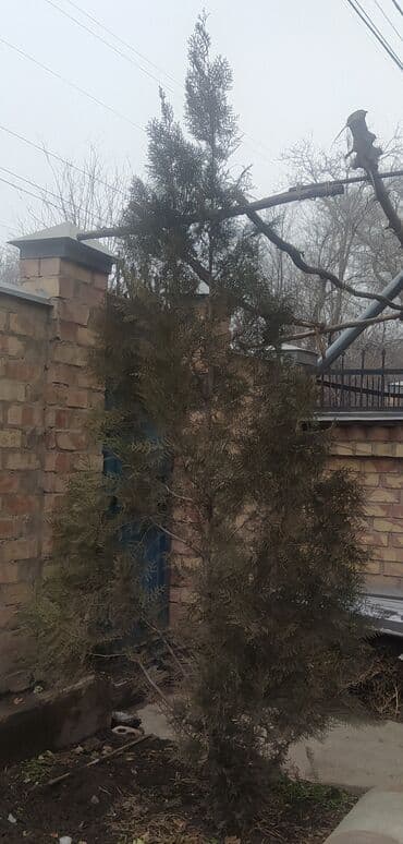 Садовая мебель: Семена туи (вероятно, туя западная). На фото показаны семена, всходы и — 4