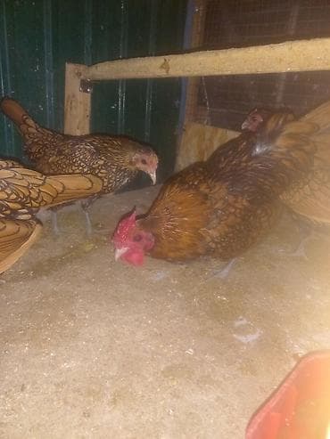 Ветеринар кызматы: Сатам | Тооктор | Көбөйтүү үчүн — 9