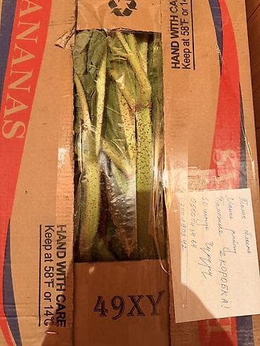 Зелень и микрозелень: Чукуру Бишкек Ышкын Бишкек Кымыздык Бишкек Боткок Бишкек 4ШТУК 99 — 4