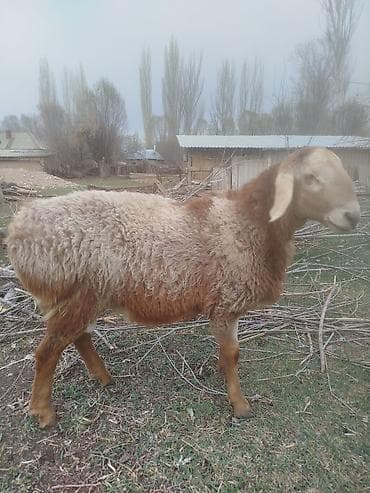 где купить утят: Продаю | Баран (самец) | Гиссарская | Для разведения | Племенные — 3