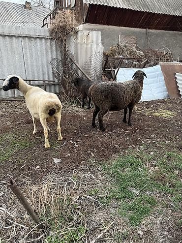 кунан сатам: Сатам | Ургаачы кой (ургаачы) | Көбөйтүү үчүн | Бооз, Ургаачы, Токту — 8