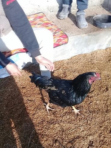 питухи дакан: Продаю | Петух | Для разведения — 2