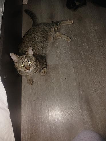 Отдам даром кошку: Кошка даром: Беспородная, 4 года, Мальчик, Приучена к лотку — 2