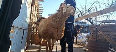 Продаю | Баран (самец)