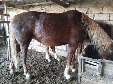 Продаю | Жеребенок