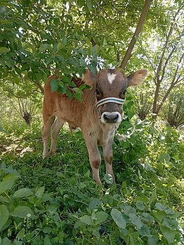 мексиканская голая собака: Продаю | Музоо, торпок | Джерсейская | Для разведения — 2