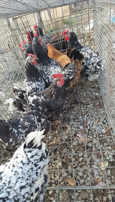 Грызуны: Продаю | Куры | Для разведения — 1