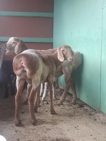 жылкы жаныбар: Семиз Койлор сатылат Таза багылган ! Бир кочкор, 3 ургаачы — 8