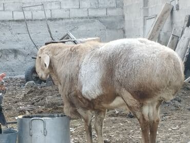 возьму собаку в добрые руки: Продаю | Овца (самка) | Арашан | Для разведения | Племенные — 10