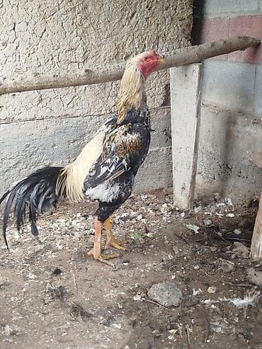 Продаю | Куры