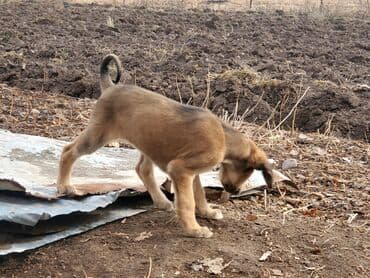 Вязка собак: Собака даром: Дворняжка, 2 месяца, Самка — 2