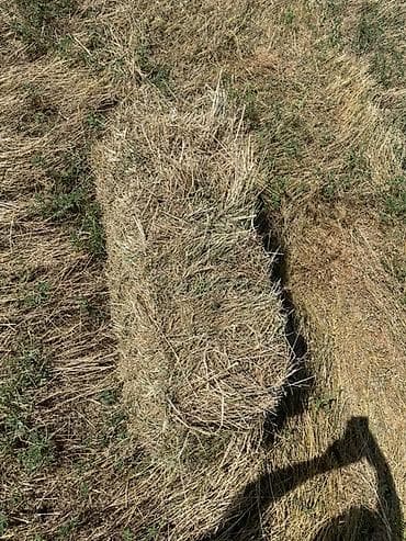 ат баши: Разнотравье в тюках( разнотравье и клевер) - Заготовлено на открытом — 2