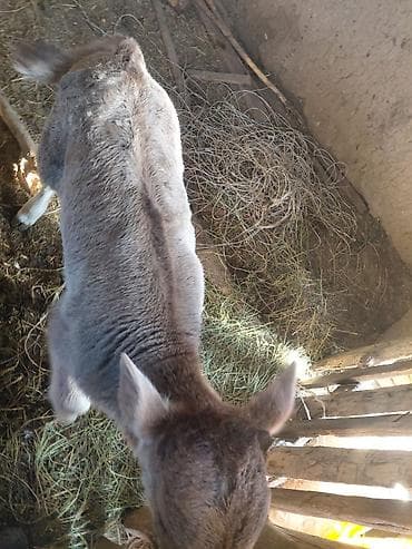 цена теленка коровы: Продаю | Тёлка | На откорм | Племенные — 5