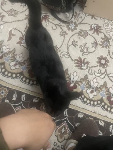 отдам машину в хорошие руки бесплатно: Отдаем кошку бесплатно, она умная и добрая. Нет имя — 4