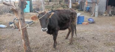 сельскохозяйственные животные продажа: Продаю | Корова (самка) | Алатауская | Для разведения | Стельные, Нетель — 3