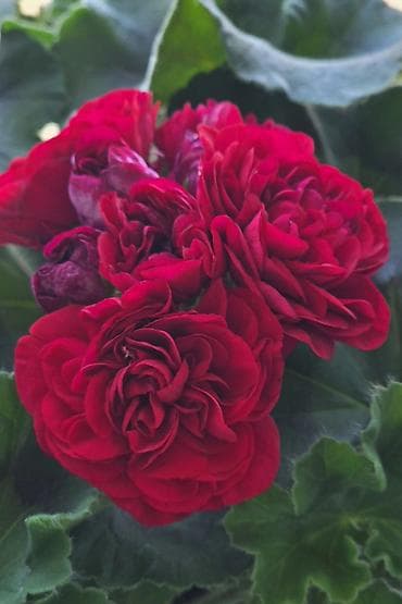 розы купить: Пеларгонии сортовые (махровые, розебудные) — коллекционные формы с — 3