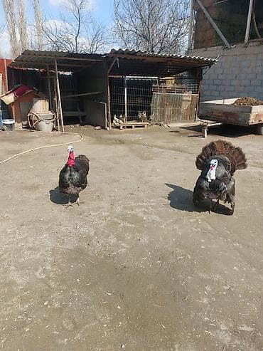 комнатные собаки: Продаю | Индюк (самец) | Для разведения | Племенные — 10