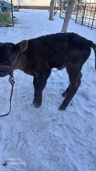 Perodua: Продаю | Бык (самец) | На откорм | Привязанные — 2