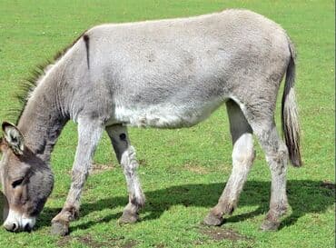 корова молоко: Продаю ослиное молоко — 1