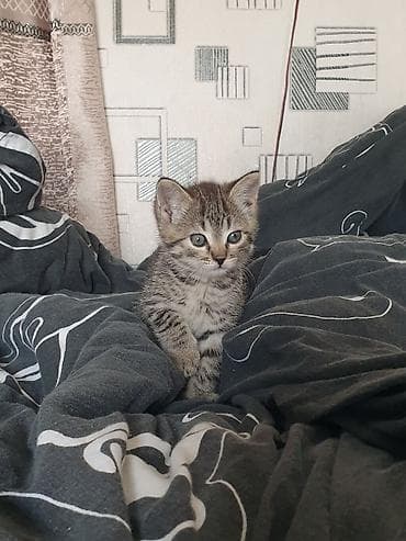 dojki 228: Котёнок, тигровый окрас .мальчик. 3 месяца — 4