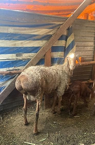Продаю | Овца (самка) | Для разведения | Матка at lalafo.kg Продаю | Овца (самка) | Для разведения | Матка