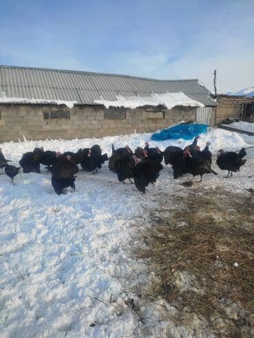 индюк живой: Продаю | Индюк (самец) | Черный принц | На забой — 1