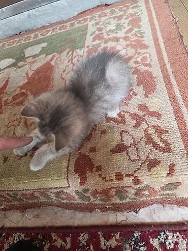 котята сфинкс: Отдам в хорошие руки Котята, помёт домашний. Несколько малышей разной — 8
