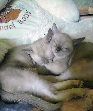 котятя: Бурманская, 4 месяца, Мальчик — 5