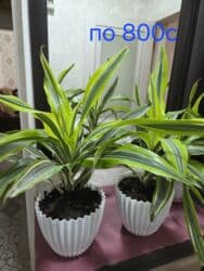 орхидеи в горшке купить с доставкой: Декор для дома и сада, Платная доставка, Самовывоз — 33