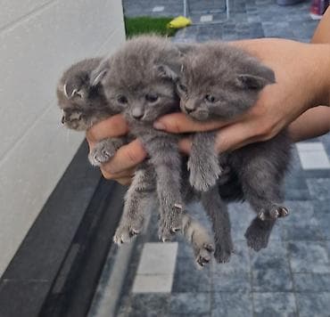 scottish fold: Котята от домашней кошки Торг имеется при встрече - Порода/тип — 3