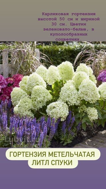 цветы гартензии: Продаю шикарные кусты гортензии! Хороший выбор сортов: -метельчатая — 5