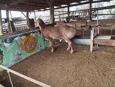 кой козусу: Продаю | Баран (самец) | Арашан | Для разведения | Племенные — 8