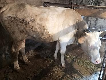 корова джерси: Продаю | Корова (самка) | Для молока | Нетель — 4