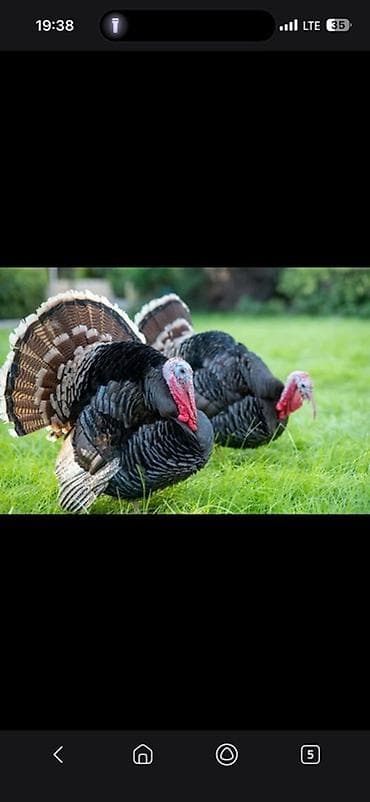 Продаю | Индюк (самец) | Для разведения | Племенные