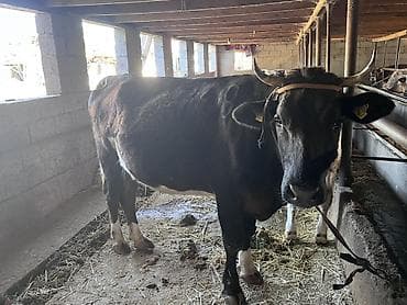 сиамская кошка цена бишкек: Продаю | Корова (самка) | Алатауская | Для молока | Привязанные — 7