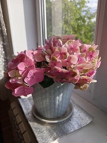алоэ вера: Гортензия комнатная (Hydrangea macrophylla) в кашпо - Окрас соцветий — 2