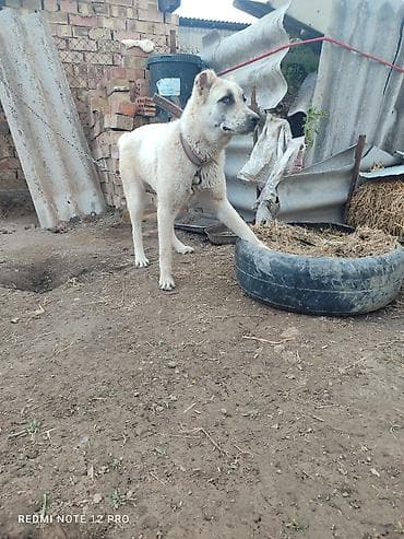 кошка 302: Собака крупной породы, кремового окраса с темной маской на морде — 5