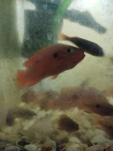 Аквариумные рыбы (цихлиды, окраска от оранжево‑красной до тёмной). -