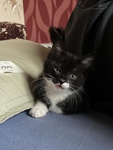 отдам даром попугая жако: 2 месяца, Мальчик, Приучена к лотку — 2