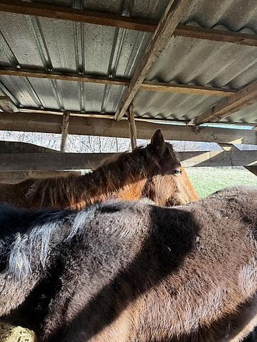 кролики домашние: Продаю | Жеребенок | Для разведения | Племенные — 4