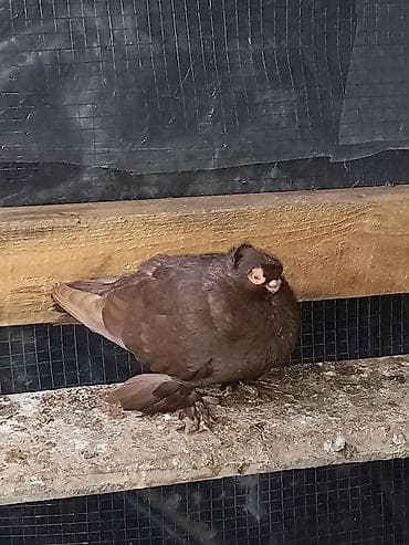 дикий голуб: Порода голубку ореховый двухчубую малоносою декоративный пухогрудый — 3