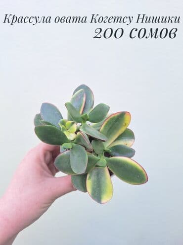 орхидеи сколько стоят: • Комнатные растения (укоренённые черенки/детки/молодые — 4