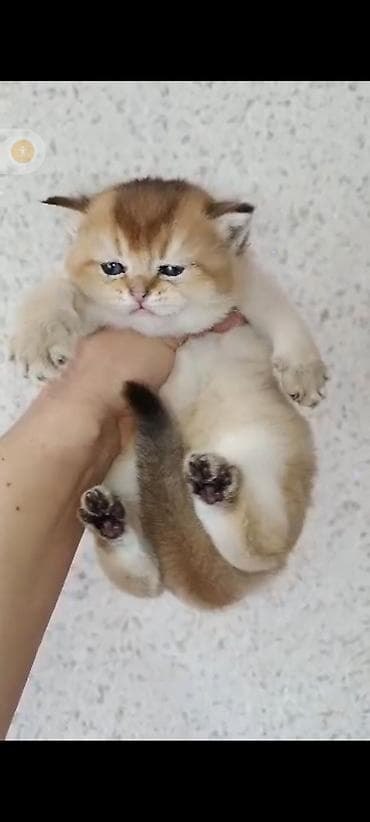 котята британской шиншиллы: Золото 25000 девочка одна осталась Породистые котята – Скоттиш страйт — 1