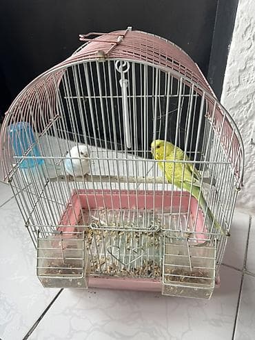 скоттиш фолд кот: Клетка для мелких птиц + пара волнистых попугаев Описание: - — 1