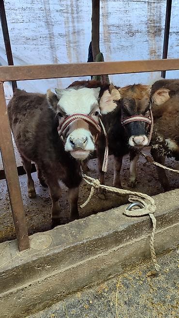 Индюки: Продаю | Тёлка | На откорм | Привязанные — 3