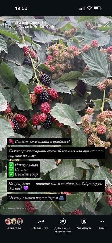 розы цветы: Ежемалина свежего сбора - Натуральные ягоды с куста: крупные, сочные — 1