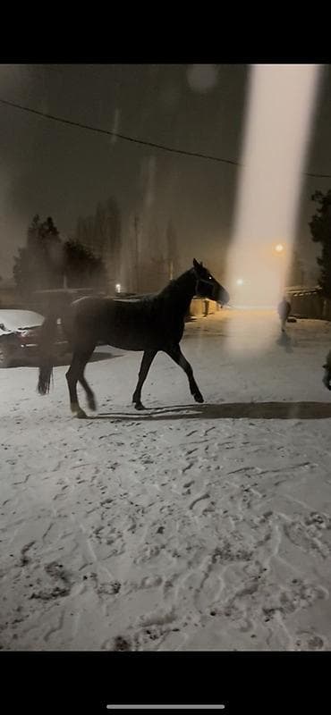 Продаю | Конь (самец) | Конный спорт | Племенные