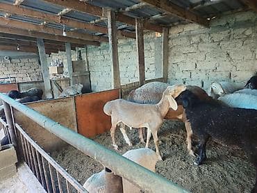 козо пая: Продаю | Овца (самка), Ягненок, Баран (самец) | Гиссарская, Полукровка, Арашан | На забой | Котные, Кастрированные, Матка — 5