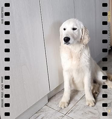 Ретривер, 5 месяцев, Самка