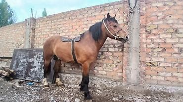 прокат лошади: Продаю | Конь (самец) | Рабочий — 1